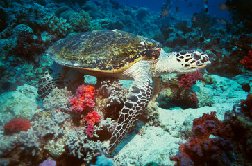 Fototapeta premium 13950017