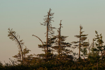 Group of spruce trees growing influenced by harsh conditions during winter time- cold weather and huge amount of snow