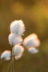 Obraz premium Seed heads of cotton grass (Eriophorum vaginatum) during summery sunset in Finnish nature