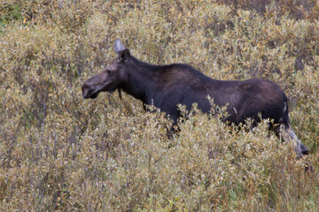 Moose eating in a pool of water