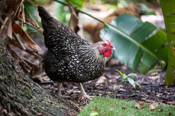 Silver laced orpington