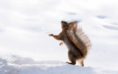 squirrel standing on snow in winter in park