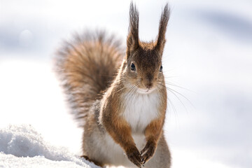 Naklejka na ściany i meble red squirrel standing on white snow