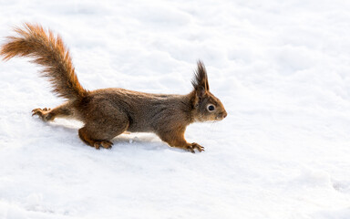 red squirrel looks for a quick meal in  snow