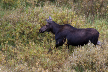 Moose eating in a pool of water