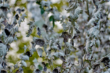 leaves on tree