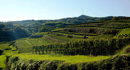 Rebenlandschaft im Schambachtal