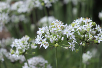 Closeup of white flowers of the garlic chives, Allium tuberosum. Medicinal plants, herbs in the organic garden. Blurred background.