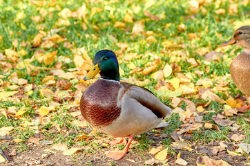 duck in the fall