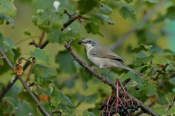 robin on a branch