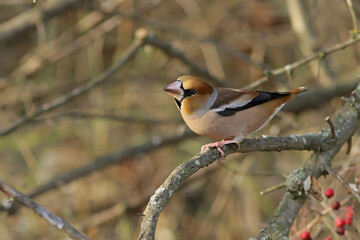 robin on branch