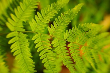 close up of fern, long leaves in a branch, autumn, green, nature, spring