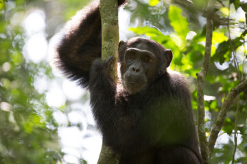 Portrait of wild free chimpanzee ape