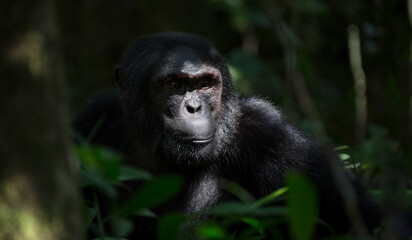 Portrait of wild free chimpanzee ape
