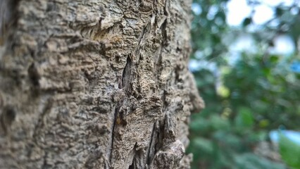 tree bark texture