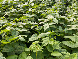 Healthy organic bean plants planted in rows, crop planting at the fields