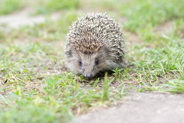 little hedgehog