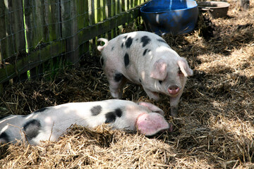 A pair of piglet twins with black spots and floppy ears in a natural setting
