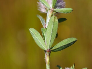 Rabbitfoot Clover (Trifolium arvense)