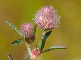 Rabbitfoot Clover (Trifolium arvense)