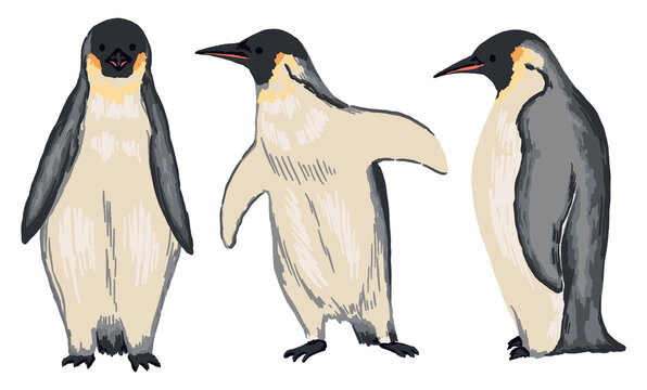 Cute emperor penguins set. Collection of hand drawn vector animals illustration. Realistic cartoon colored drawing of wild bird isolated on white. Elements for design, print, card, decor, stickers etc