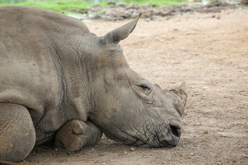 White Rhinoceros lying in the field