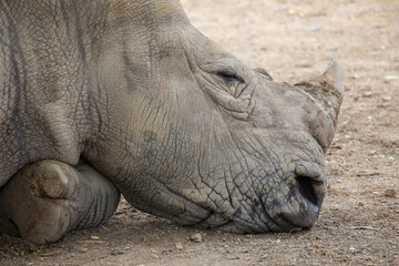 Obraz premium White Rhinoceros lying in the field