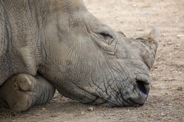White Rhinoceros lying in the field