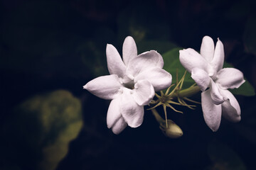 white jasmine two flower bloom morning sunlight