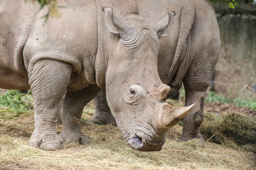 group of White Rhinoceros standing in the field