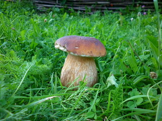 boletus edulis mushroom in green grass