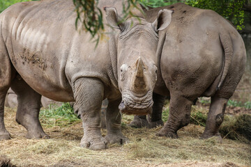 Naklejka premium group of White Rhinoceros standing and looking at camera in the field