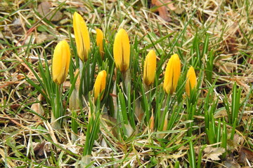 Krokusse, Blume, gelb, Frühling