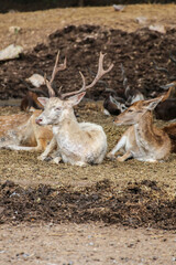 group of deers lying on the field