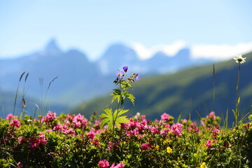 Berge und Blumen. Gebirgswelt floral