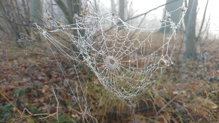 Spinnennetz mit Tropfen