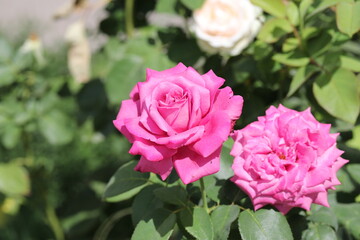 pink roses in garden, flower, nature, flowers, green, plant, beauty, flora, beautiful,