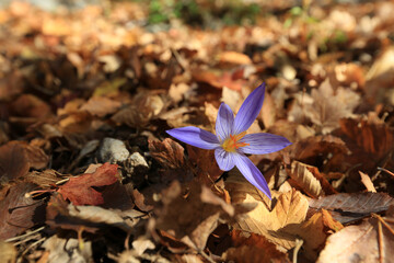 Crocus speciosus blooms on a sunny day in the autumn forest