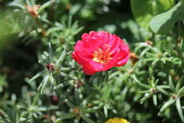 pink flower in the garden, flower, nature, garden, pink, plant, green, flowers, red, flora