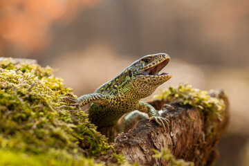 Sand lizard