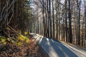 Obraz premium scenic route through styrian forest in Austria