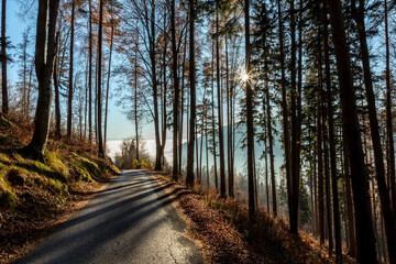 scenic route through styrian forest in Austria