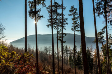 autumn colored forest in Styria, Austria