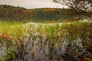 Reeds, water and colorful forests, landscape near Berlin