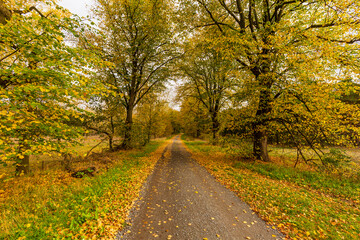 Autumn-colored linden trees line the straight road