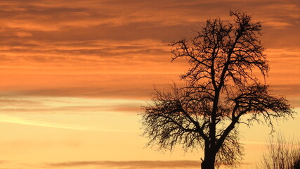 Sonnenaufgang, Himmel, Wolken, Baum