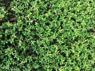 Obraz premium green background