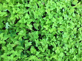 green leaves background