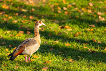 Nilgans