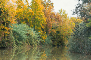 Forest and river